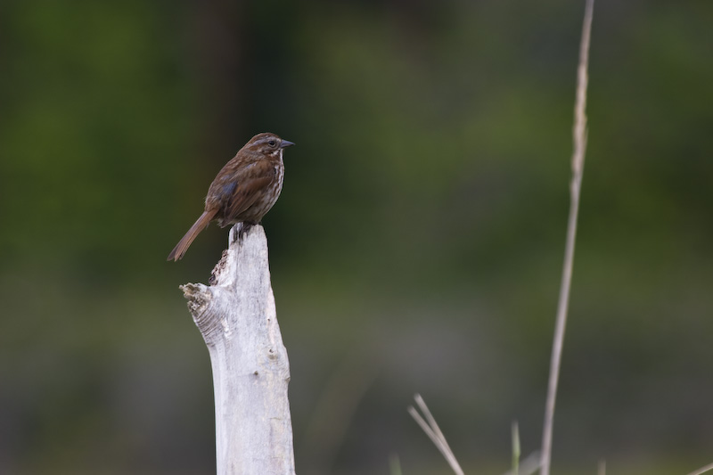 Song Sparrow